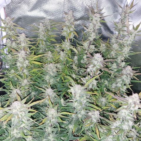 Original Auto Amnesia Haze growlog timeline photo