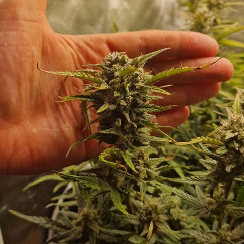 Original Auto Amnesia Haze growlog timeline photo