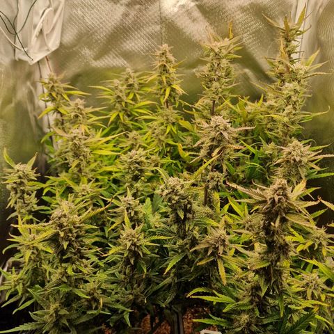 Original Auto Amnesia Haze growlog timeline photo