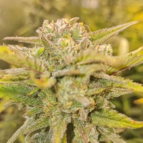 Original Auto Amnesia Haze growlog timeline photo