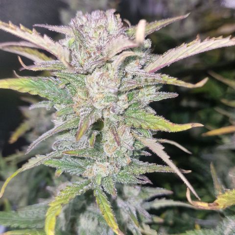 Original Auto Amnesia Haze growlog timeline photo