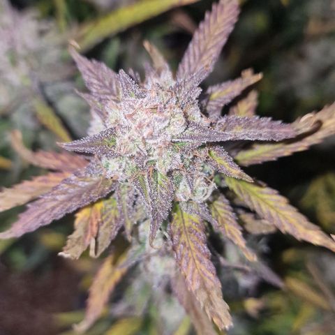 Original Auto Amnesia Haze growlog timeline photo