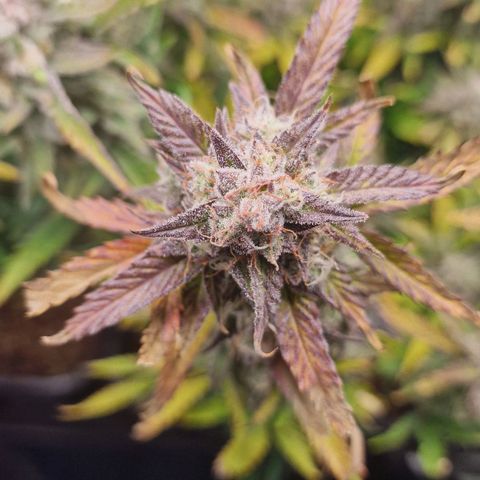 Original Auto Amnesia Haze growlog timeline photo
