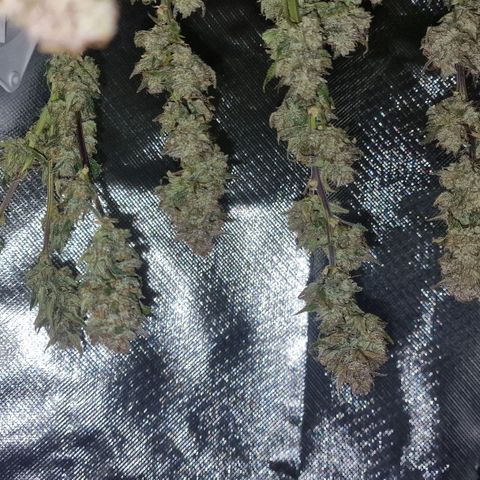 Original Auto Amnesia Haze growlog timeline photo