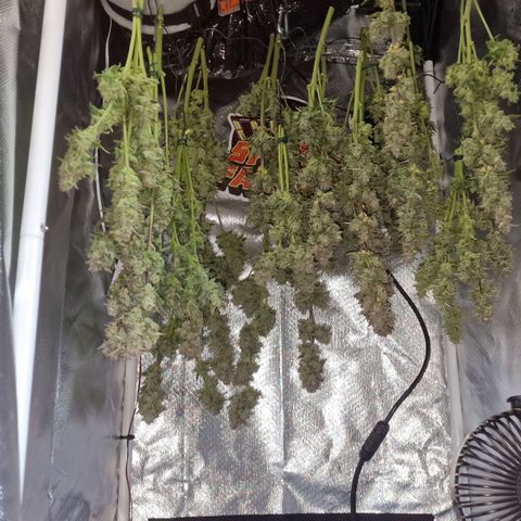 Original Auto Amnesia Haze growlog timeline photo