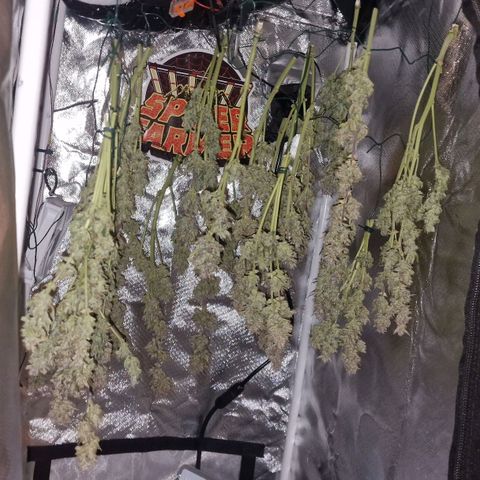 Original Auto Amnesia Haze growlog timeline photo