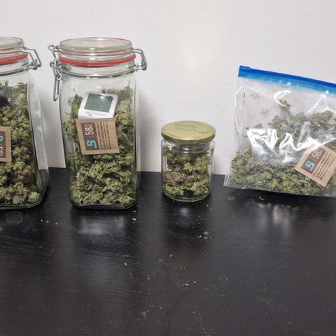 Original Auto Amnesia Haze growlog timeline photo