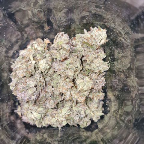 Original Auto Amnesia Haze growlog timeline photo