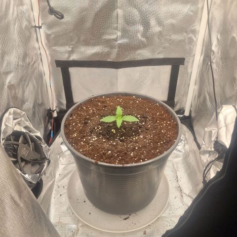 Lemonpaya  growlog timeline photo