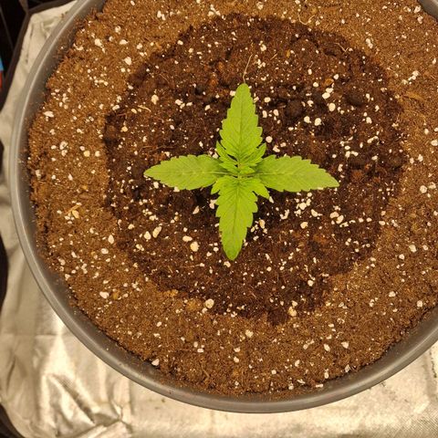 Lemonpaya  growlog timeline photo