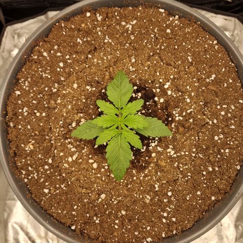 Lemonpaya  growlog timeline photo