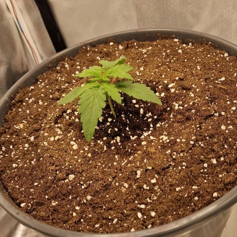Lemonpaya  growlog timeline photo