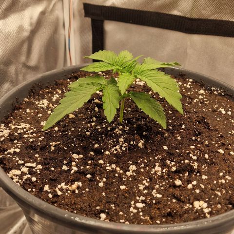 Lemonpaya  growlog timeline photo