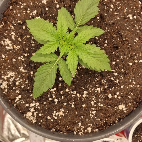 Lemonpaya  growlog timeline photo