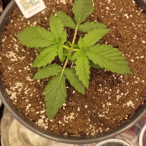 Lemonpaya  growlog timeline photo