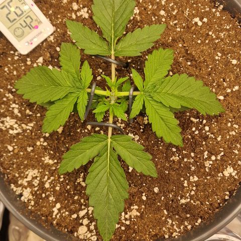 Lemonpaya  growlog timeline photo