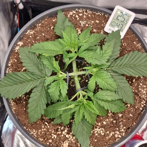 Lemonpaya  growlog timeline photo