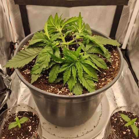 Lemonpaya  growlog timeline photo