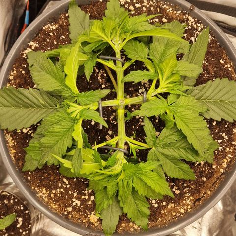 Lemonpaya  growlog timeline photo