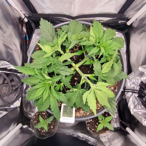 Lemonpaya  growlog timeline photo