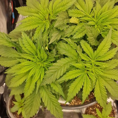 Lemonpaya  growlog timeline photo