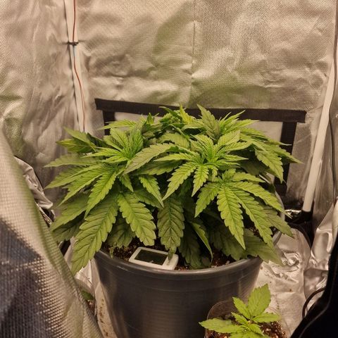 Lemonpaya  growlog timeline photo