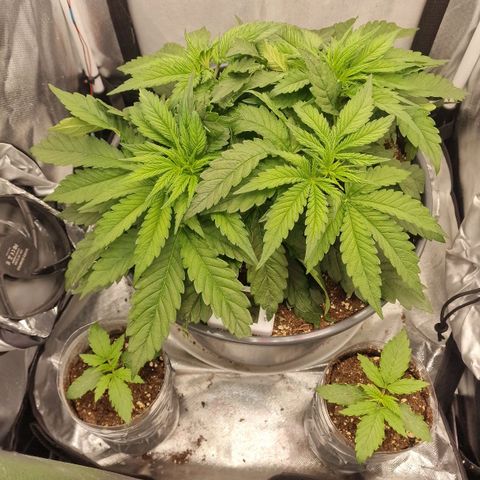 Lemonpaya  growlog timeline photo