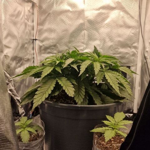 Lemonpaya  growlog timeline photo