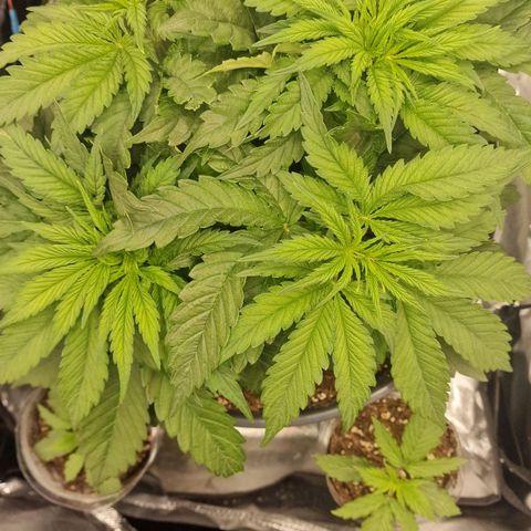 Lemonpaya  growlog timeline photo