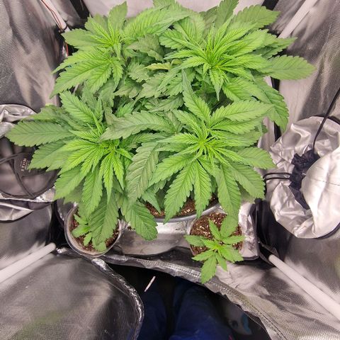 Lemonpaya  growlog timeline photo