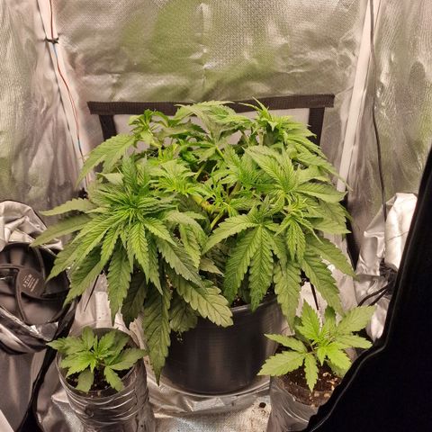 Lemonpaya  growlog timeline photo