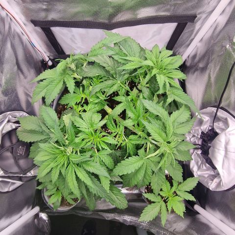 Lemonpaya  growlog timeline photo