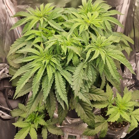Lemonpaya  growlog timeline photo