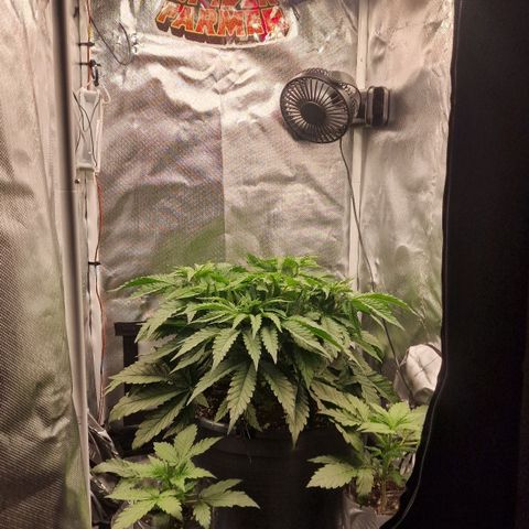 Lemonpaya  growlog timeline photo