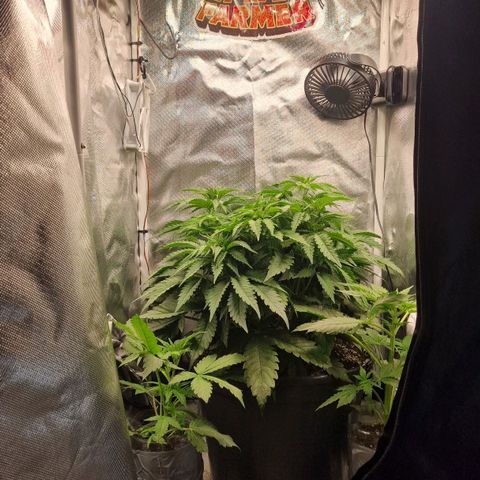 Lemonpaya  growlog timeline photo