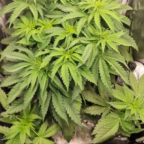 Lemonpaya  growlog timeline photo