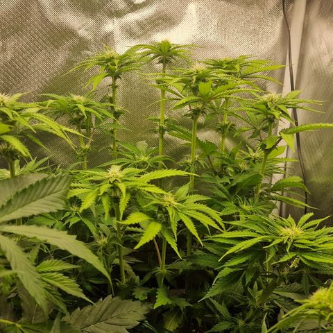 Lemonpaya  growlog timeline photo