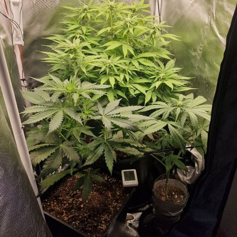 Lemonpaya  growlog timeline photo
