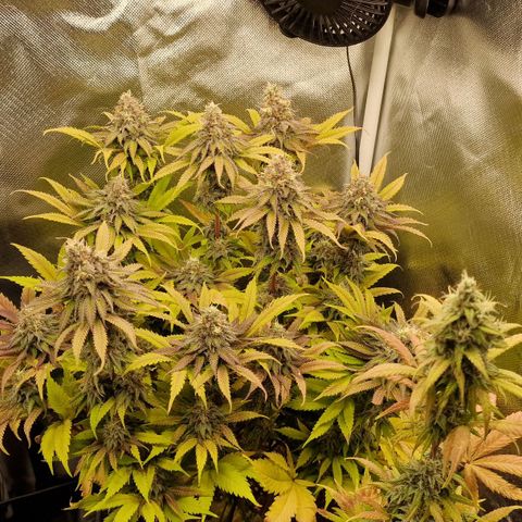 Lemonpaya  growlog timeline photo