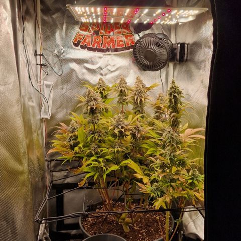 Lemonpaya  growlog timeline photo
