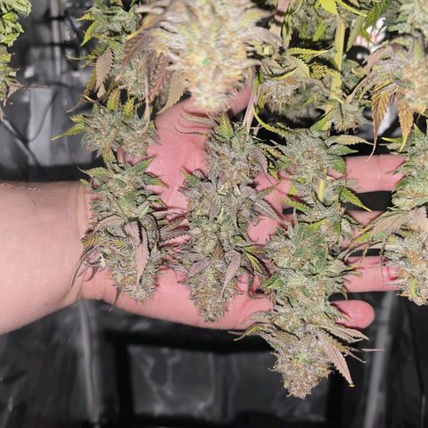 Lemonpaya  growlog timeline photo