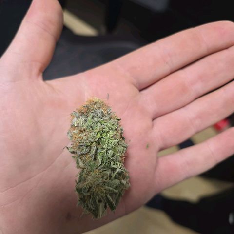 Lemonpaya  growlog timeline photo