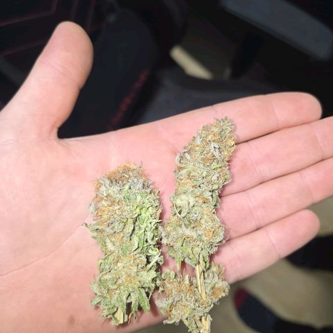 Lemonpaya  growlog timeline photo