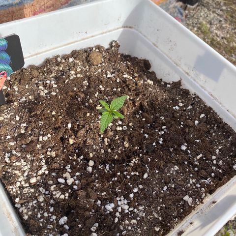 Northtern Light growlog photo: Día 14