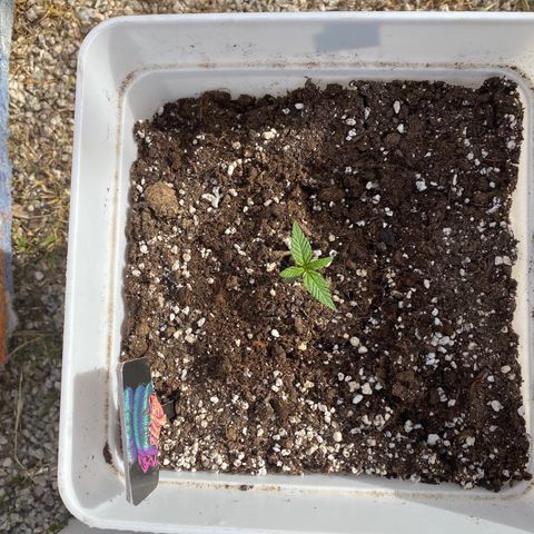 Northtern Light growlog photo: Día 14