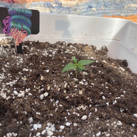 Northtern Light growlog photo: Día 14