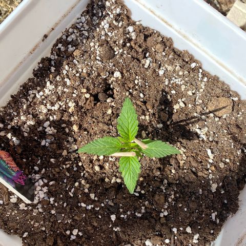 Northtern Light growlog photo: Día 18