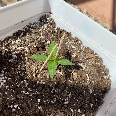 Northtern Light growlog photo: Día 18