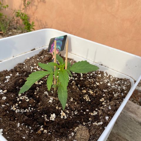 Northtern Light growlog photo: Día 22
