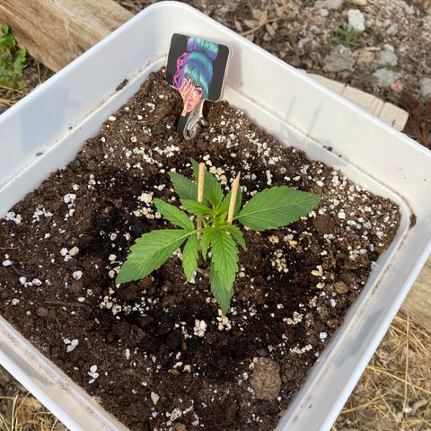Northtern Light growlog photo: Día 22